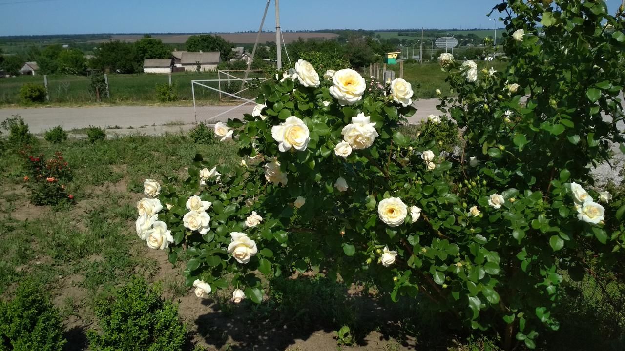 Отель Казанок Светлогорское-9